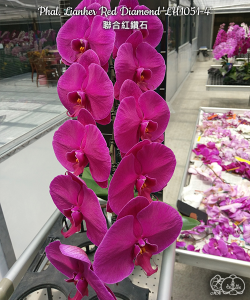 美琪園藝Miki Orchid - 品種詳細頁
